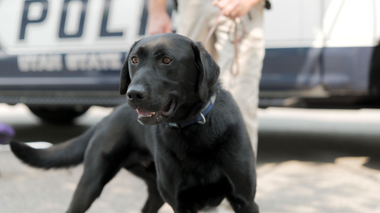 USU’s first K-9, a 2-year-old Labrador retriever named Zoomer.