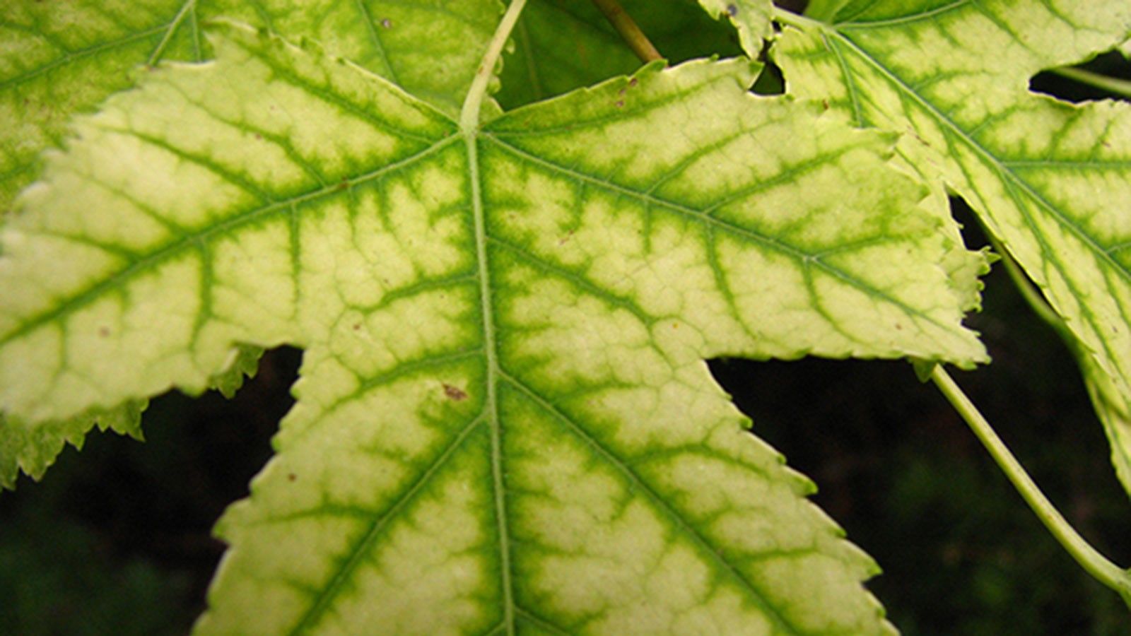 maple leaf with chlorosis.