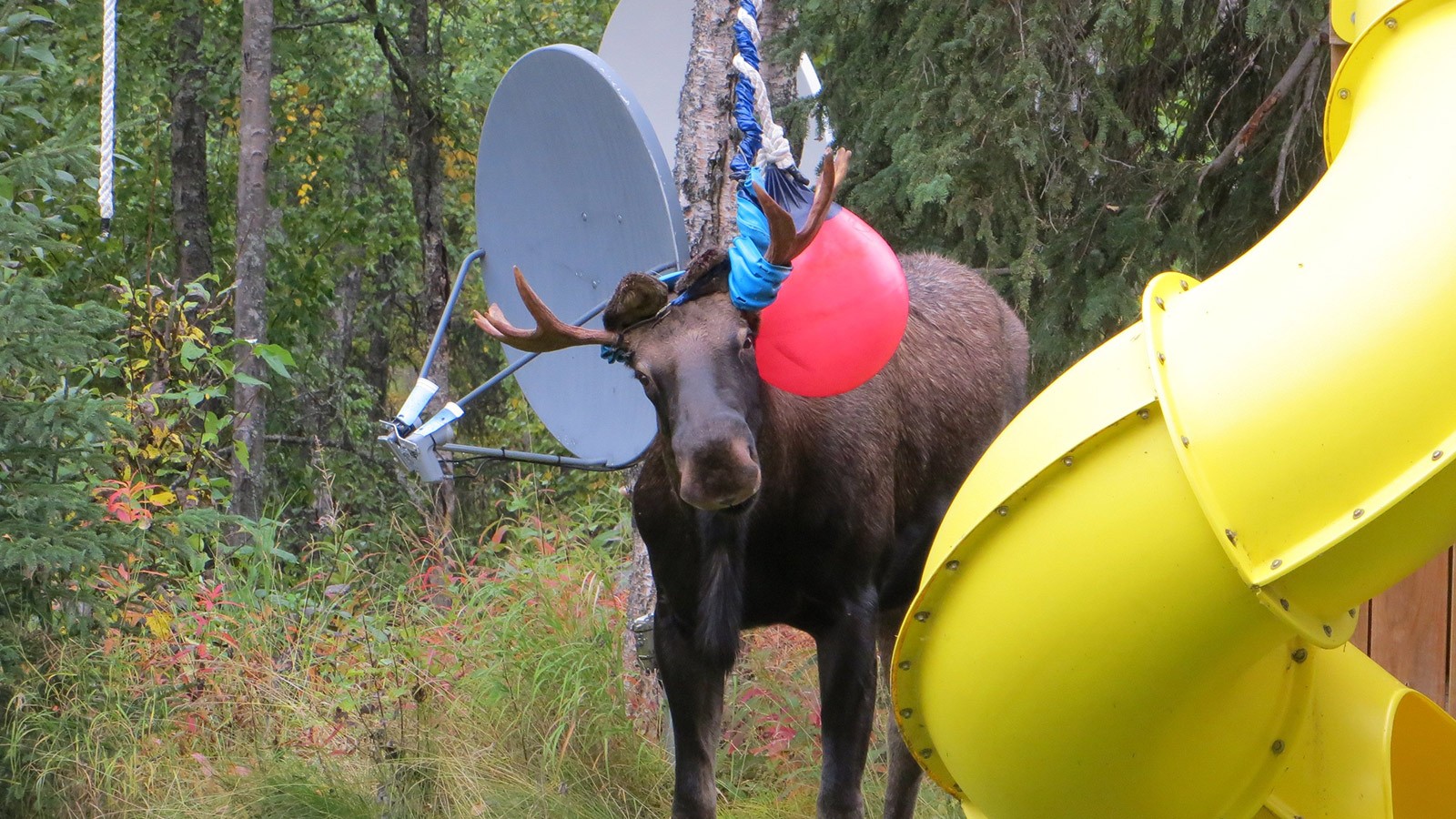 Moose tangled up in a t.v. satellite and party balloons and streamers.