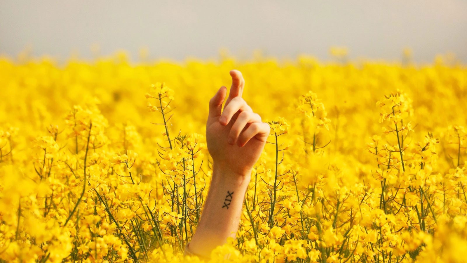 hand rising above a farmer field. Photo by Lukáš Dlutko from Pexels.