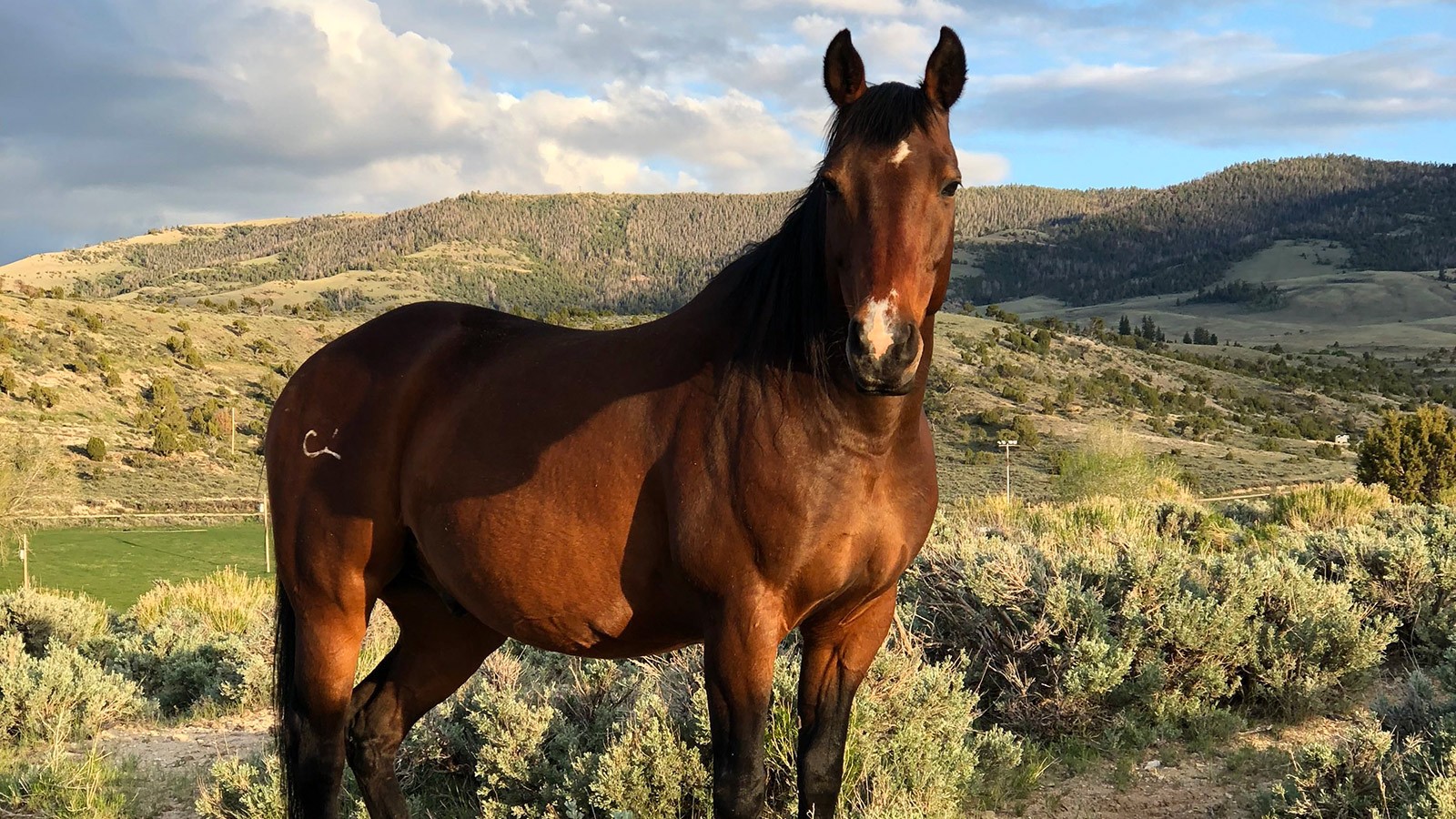 Quarter Horse in a pasture.