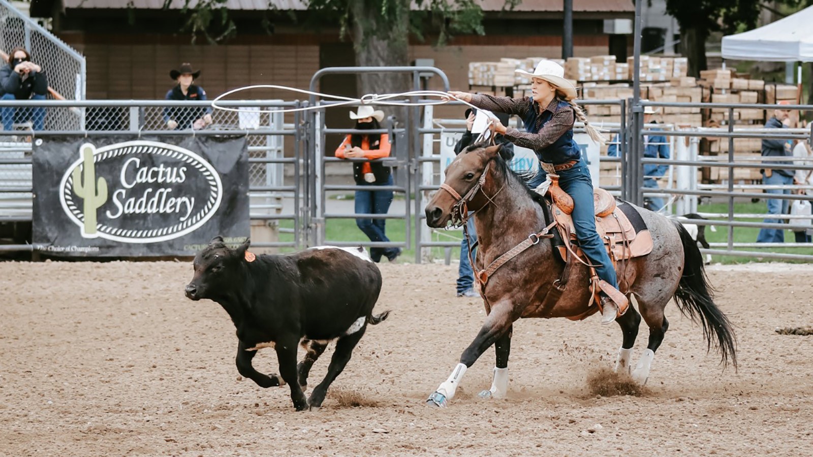 USU Rodeo Club member roping a cow in the arena.