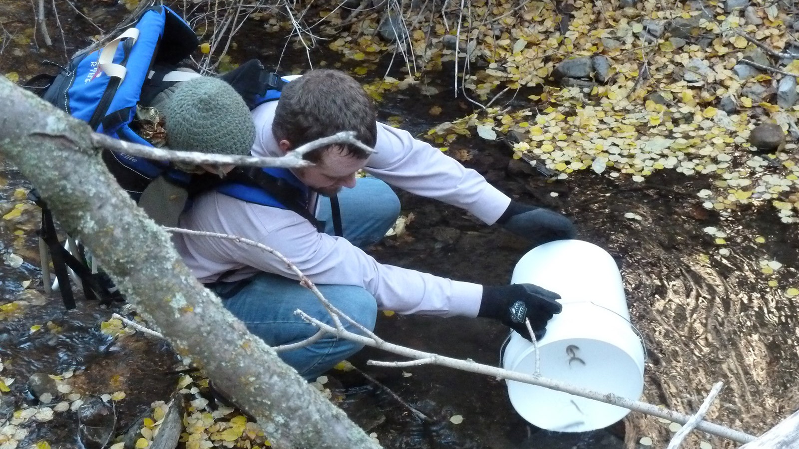 Fingerlings are stocked in Right Hand Fork of Logan River