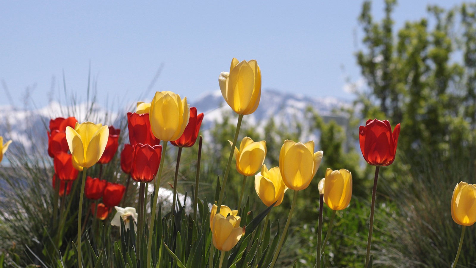 Tulips in a garden.