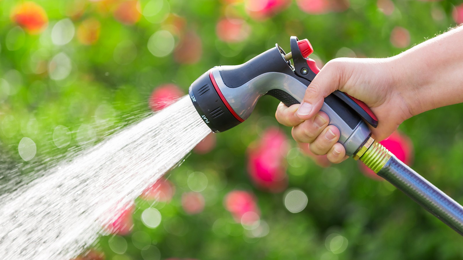 Person watering their yard.